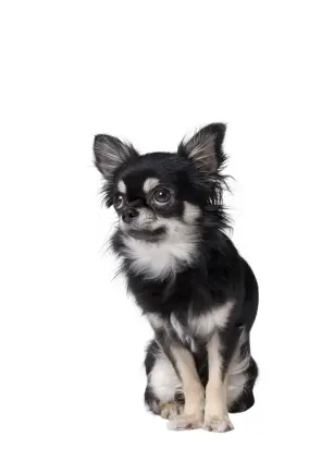 Chihuahua (Long coat)