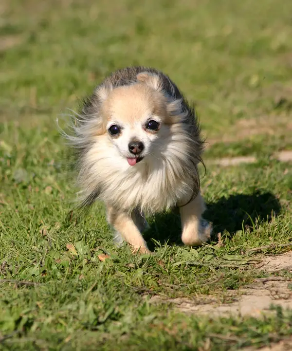 Chihuahua (Long coat)