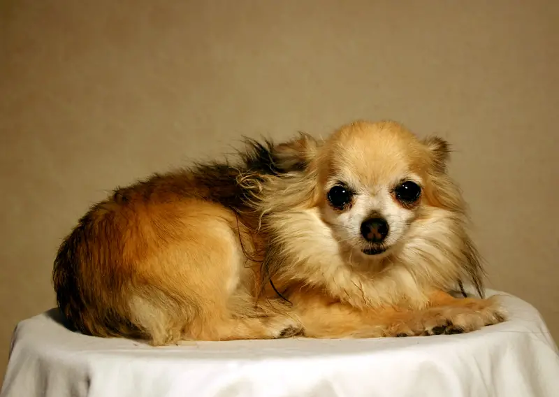 Chihuahua (Long coat)