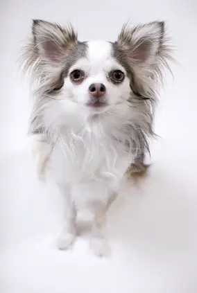 Chihuahua (Long coat)