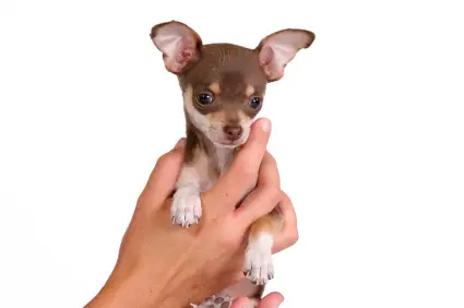 Chihuahua (Short coat)