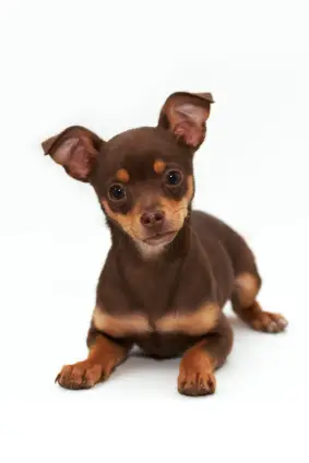 Chihuahua (Short coat)