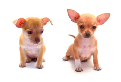Chihuahua (Short coat)