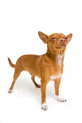 Chihuahua (Short coat)