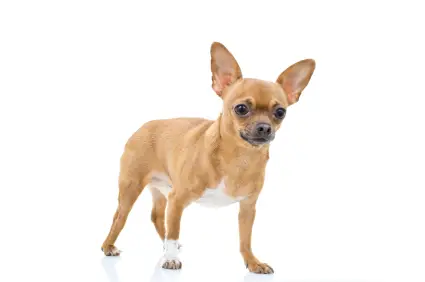 Chihuahua (Short coat)