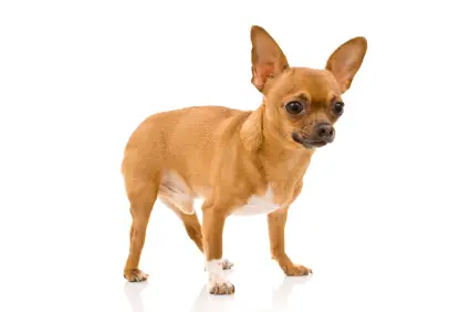 Chihuahua (Short coat)