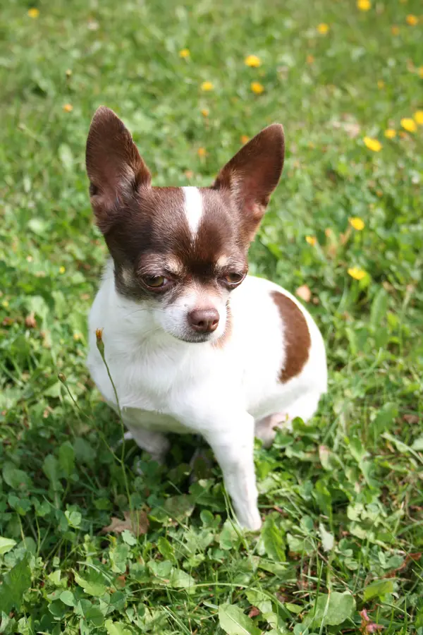 Chihuahua (Short coat)
