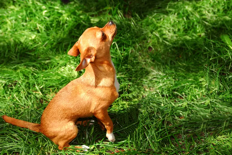 Chihuahua (Short coat)