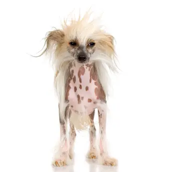 hairless dog breeds chinese crested