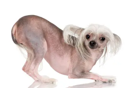 Chinese Crested (Hairless)