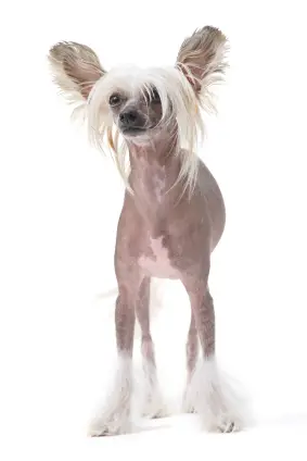 Chinese Crested (Hairless)