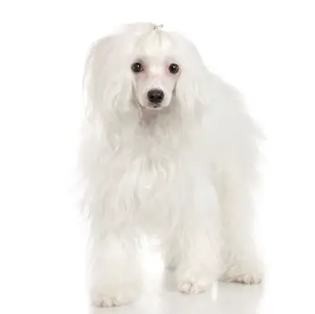 Chinese Crested (Powderpuff)