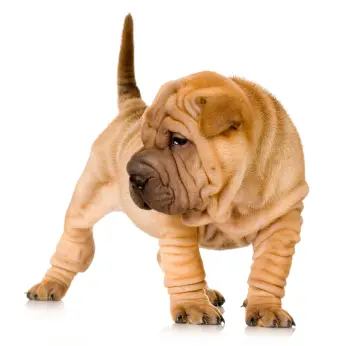 Chinese Shar-Pei