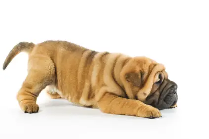 Chinese Shar-Pei