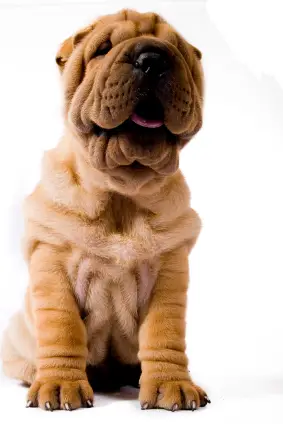 Chinese Shar-Pei