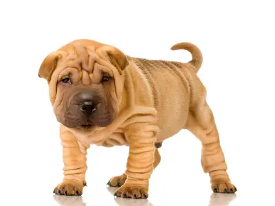 Chinese Shar-Pei