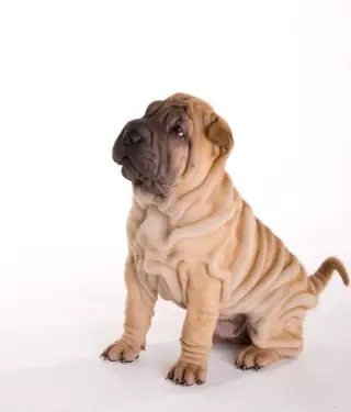 Chinese Shar-Pei