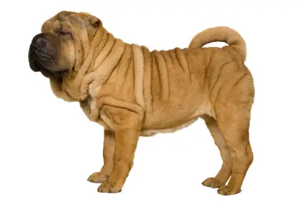 Chinese Shar-Pei