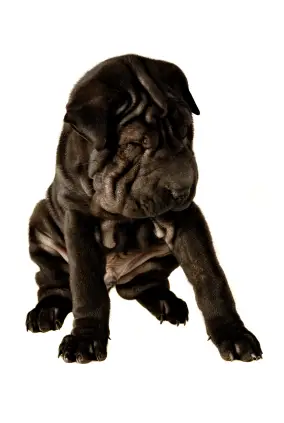Chinese Shar-Pei