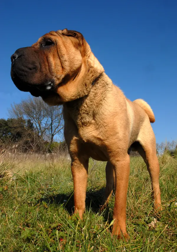 Chinese Shar-Pei