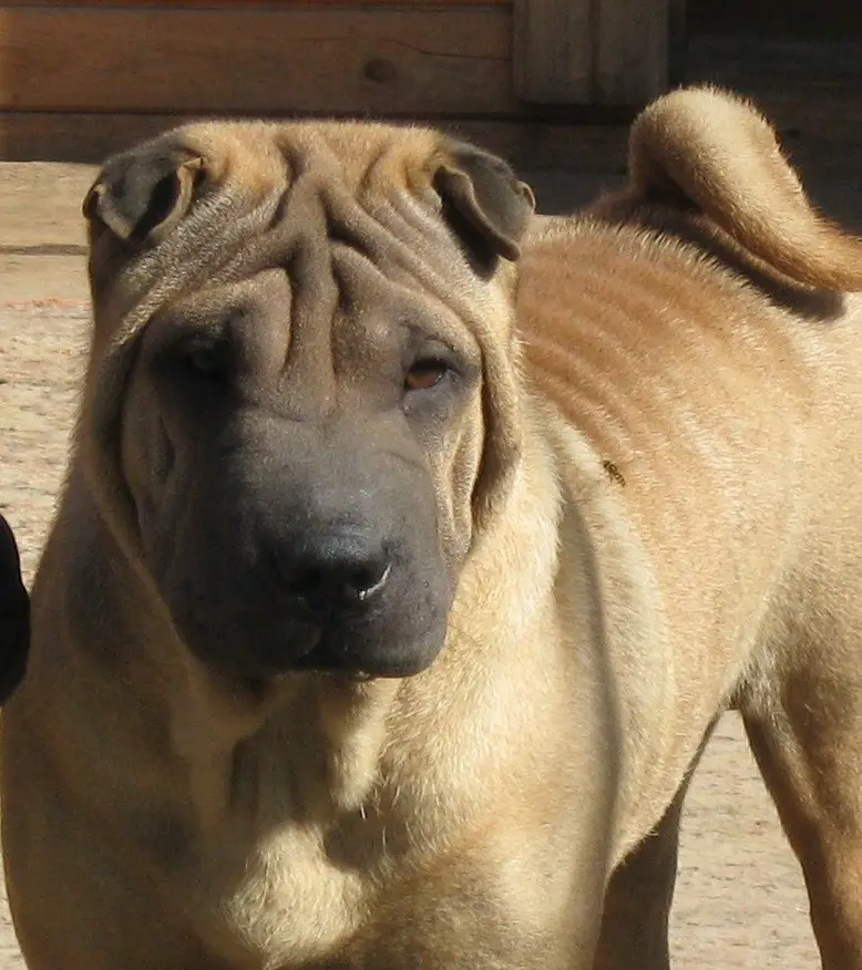 Horse hair sales shar pei
