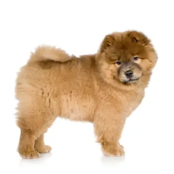 Chow Chow (Rough)