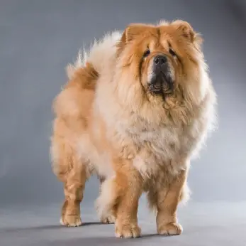 rough chow chow