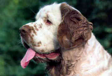 Clumber Spaniel