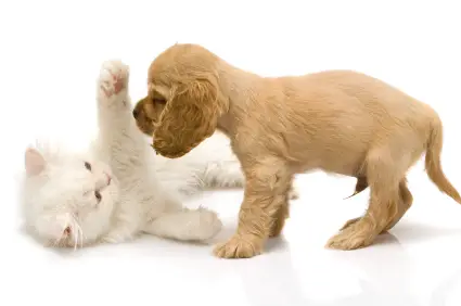 Cocker Spaniel