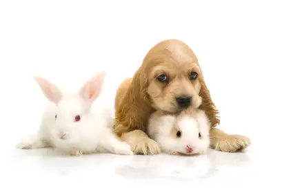 Cocker Spaniel
