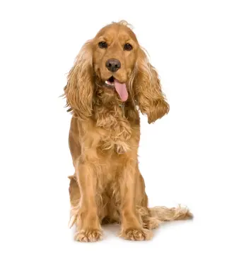 Cocker Spaniel