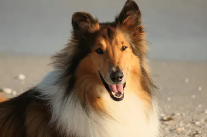 Collie (Rough)