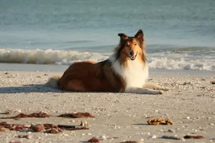 Collie (Rough)