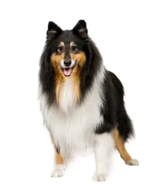 Collie (Rough)