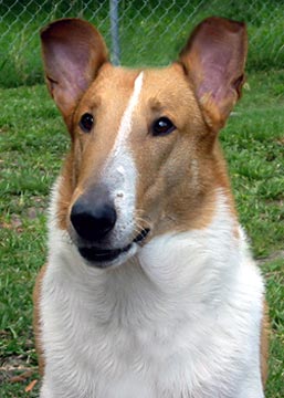 Collie (Smooth)