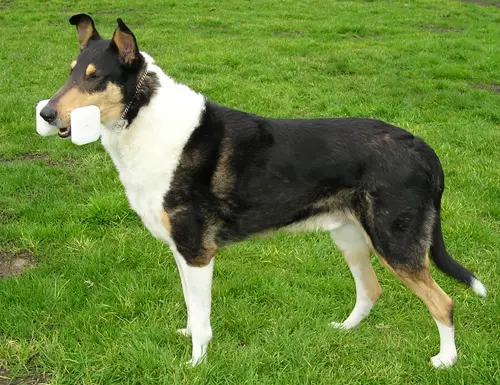 Collie (Smooth)