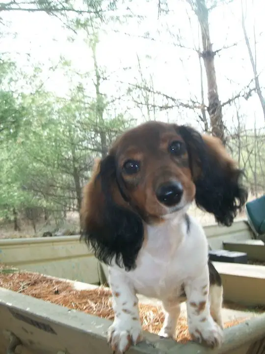 Macie Moo