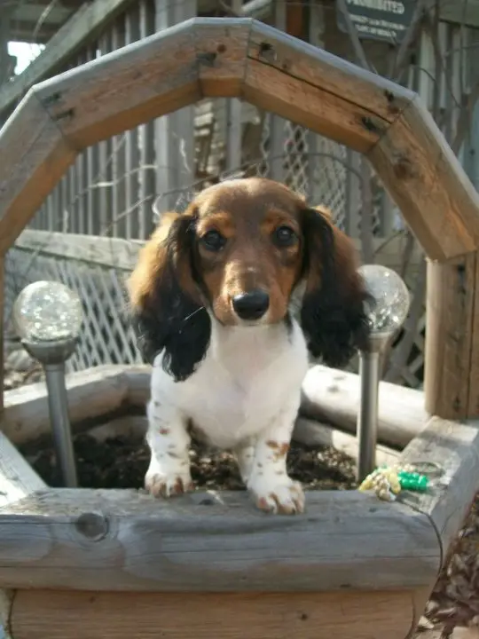 Macie Moo