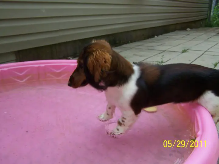 Macie Moo