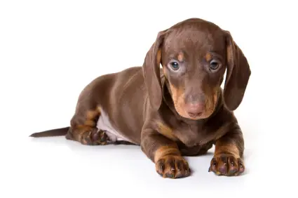 Dachshund (Smooth)