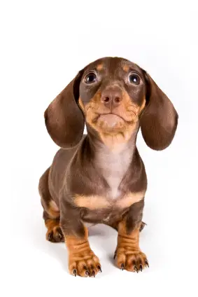 Dachshund (Smooth)