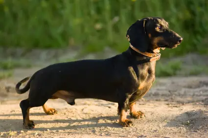 Dachshund (Smooth)
