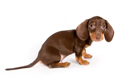 Dachshund (Smooth)