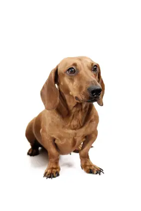 Dachshund (Smooth)