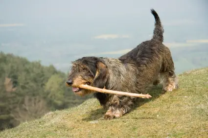 Dachshund (Wirehaired)