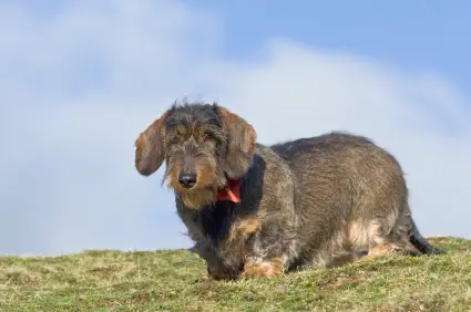 Dachshund (Wirehaired)