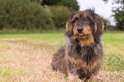 Dachshund (Wirehaired)