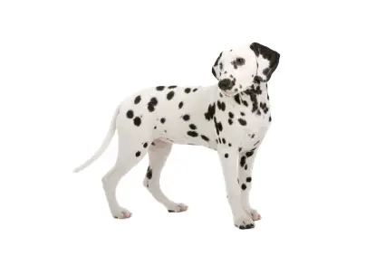 Dalmatian