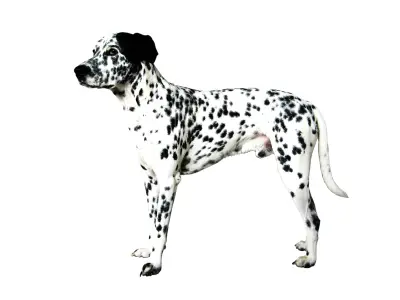 Dalmatian