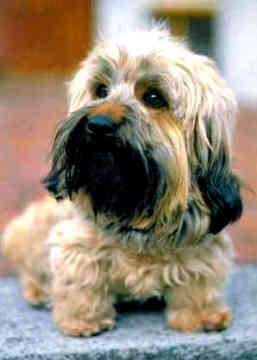 Dandie Dinmont Terrier